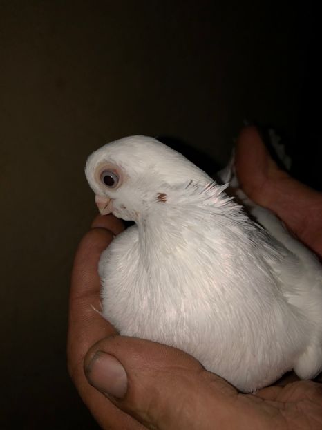 513735C3-3F05-413D-9AF4-C5BCF12AA2A0 - tineret 2014