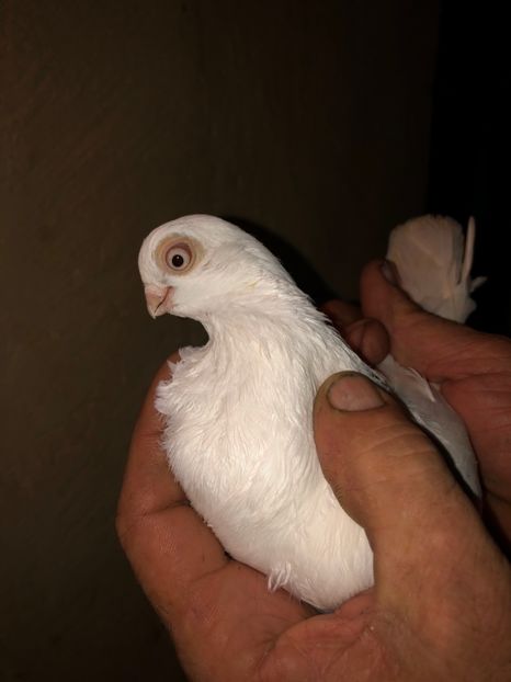 F2291F5E-56B5-4ED1-ABAA-74DBCC887BFE - tineret 2014