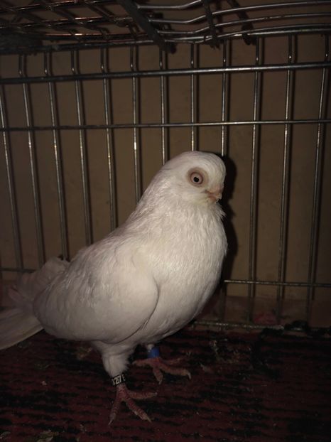 D132C87D-D867-4872-952E-BF826070E29E - tineret 2014