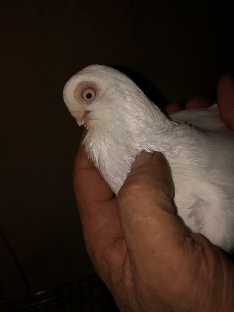 8A42174F-368F-4645-9C01-31FF540CA800 - tineret 2014