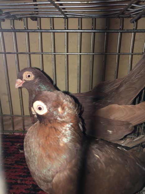 00941172-CBD6-45EA-A4B9-DCFAA64228FE - tineret 2014