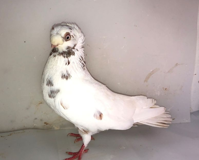 6837  femelă  2019 - Plecați ALBUM 2