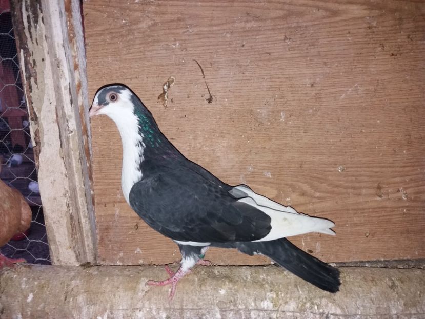 6950  femelă  2019 - Plecați ALBUM 2