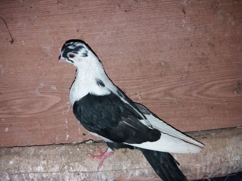 7108  femelă  2019 - Plecați ALBUM 2