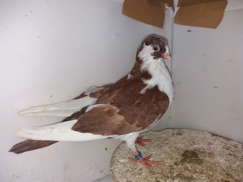 5217  femelă  2019 - Plecați ALBUM 2