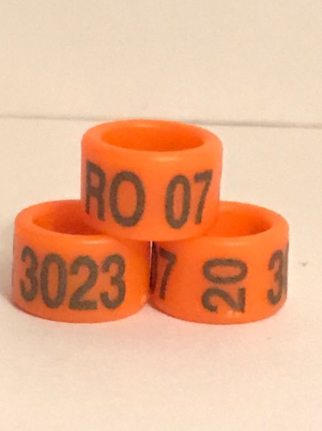 E74FB6ED-45CC-4711-BBF8-4156B3D92F11 - 0001 Inele Ornament 2020