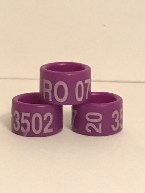 B1FD7D8E-FD41-49E3-8F06-92E429B8285B - 0001 Inele Ornament 2020