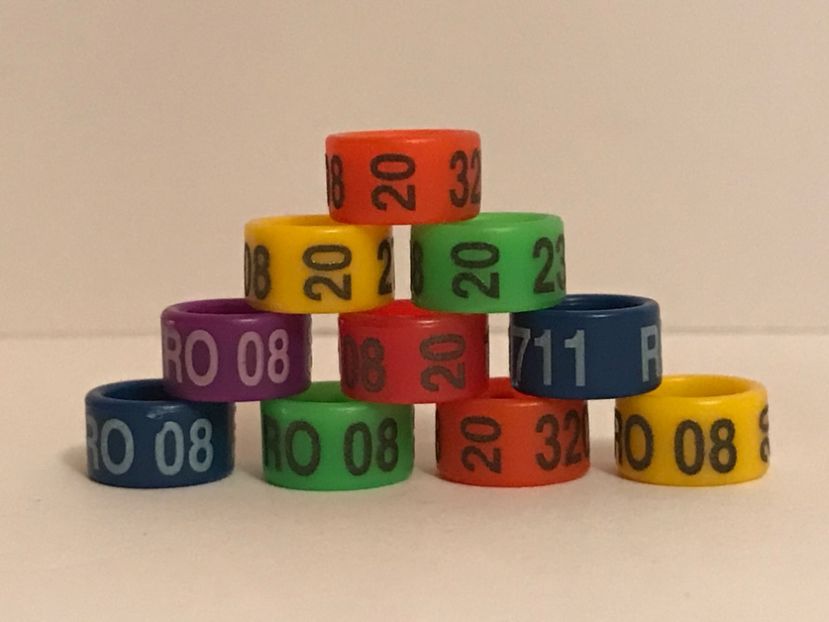 EC04C5DA-724C-4217-AD2C-364A0D3BCB0B - 0001 Inele Ornament 2020