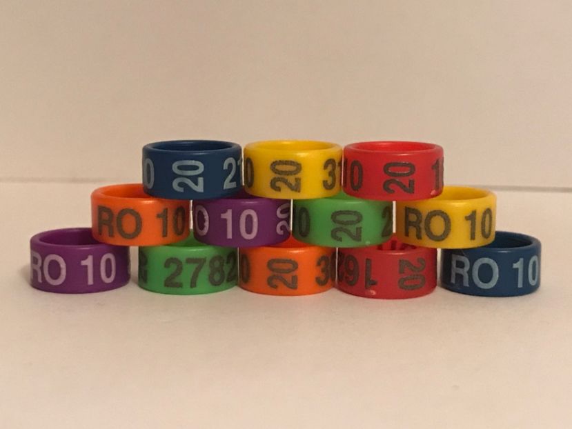 D3AAE627-EDE3-4AC0-865A-B115DB0E8A0D - 0001 Inele Ornament 2020