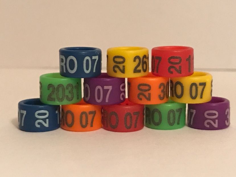 95DB3A4F-0830-421B-A8E4-4A818D6CBA2F - 0001 Inele Ornament 2020