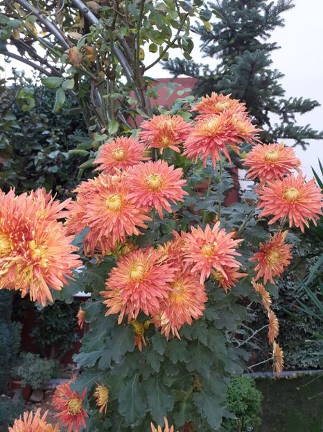  - Crizanteme și tufănele