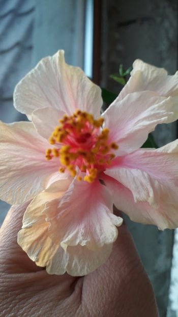  - white pride of hankins