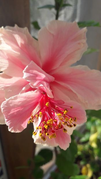  - white pride of hankins