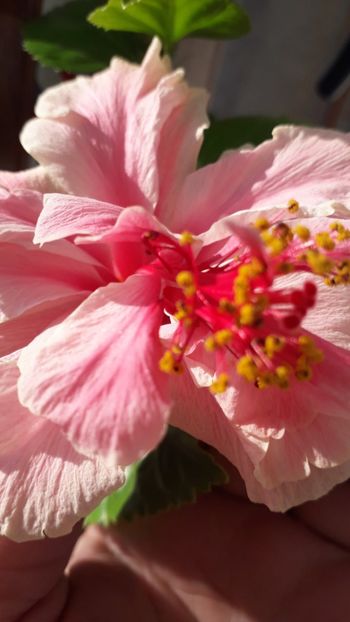  - white pride of hankins