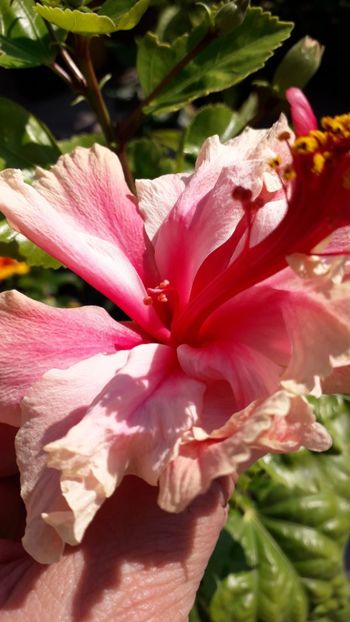  - white pride of hankins