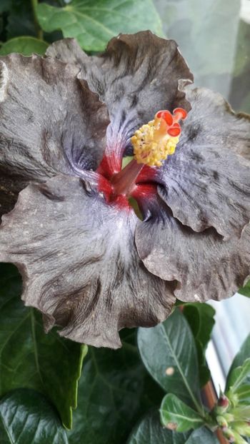  - Moreea Crazy Yelow