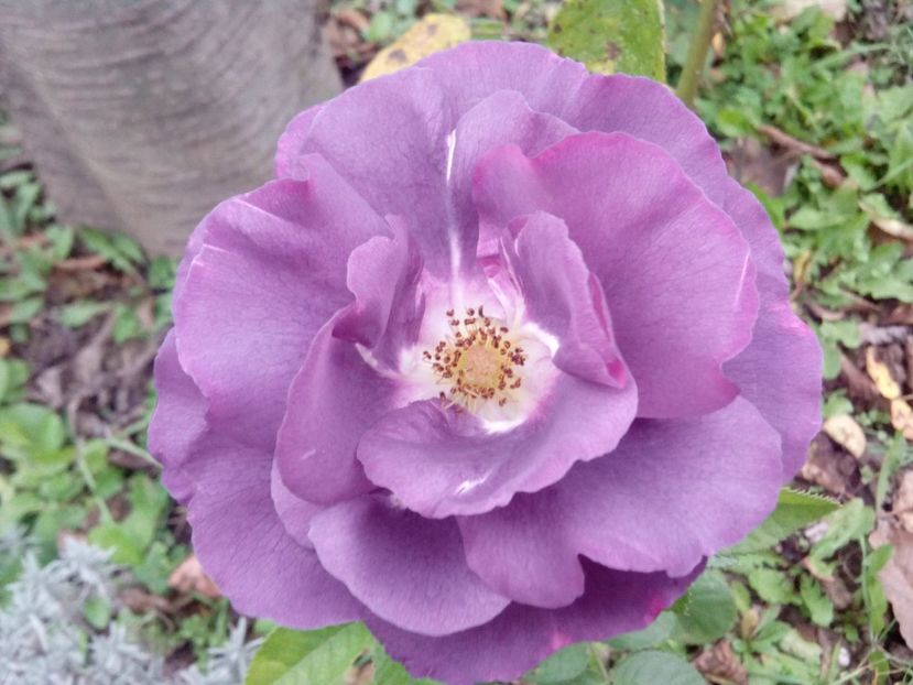 Noiembrie 2019 - Rhapsody in blue