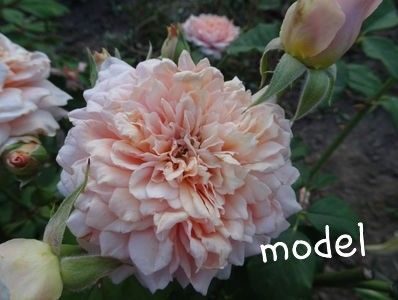  - Festival des Jardins de Chaumont