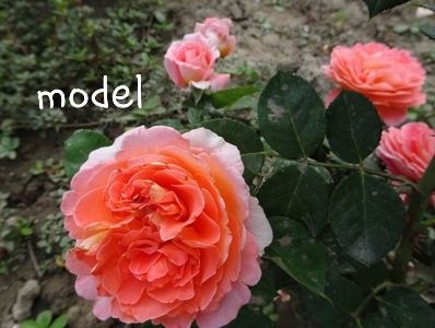  - Notre Dame du Rosaire