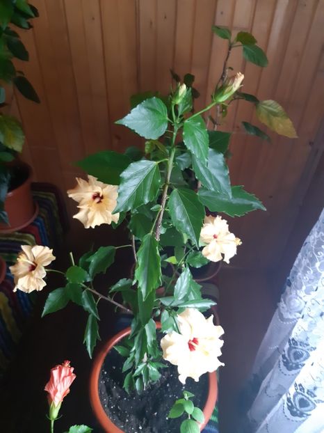  - Hibiscusi 2019