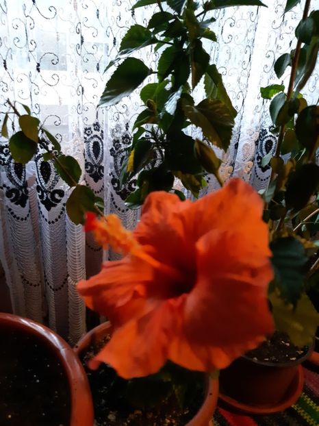  - Hibiscusi 2019