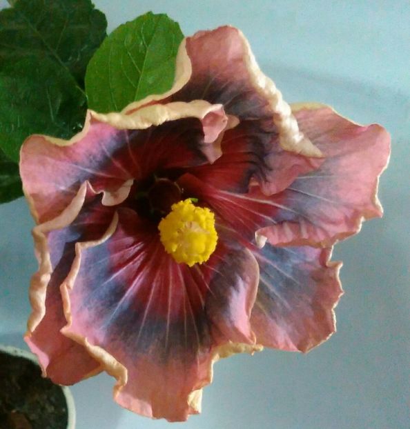  - Hibiscus Trademark