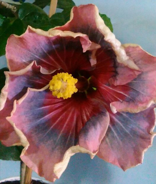  - Hibiscus Trademark