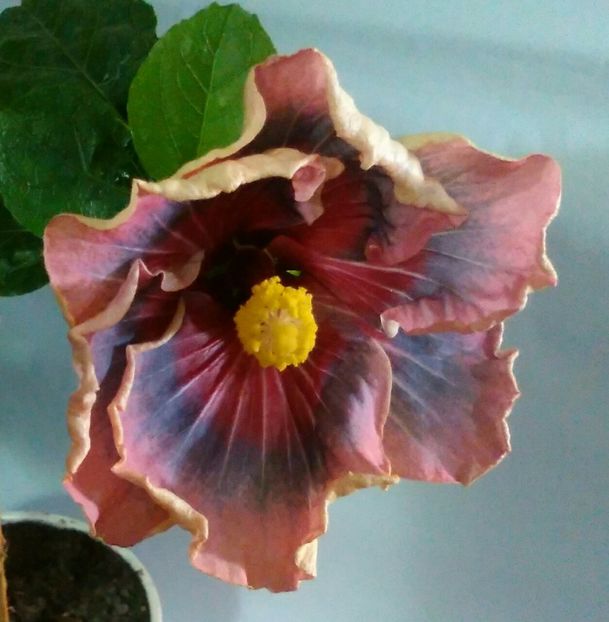  - Hibiscus Trademark