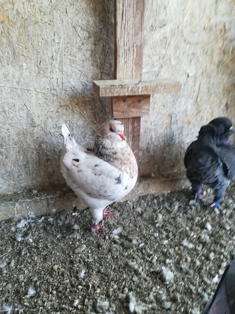 femelă 2018 - king matcă