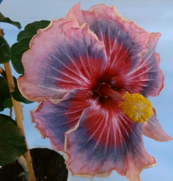  - Hibiscus Trademark