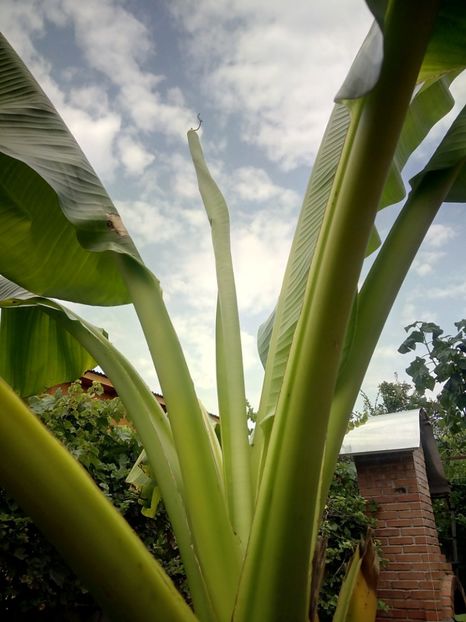 creste in inaltime..... - Banan