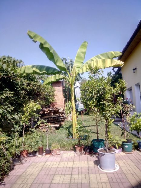 Bananul din curte, care acum........ - Banan