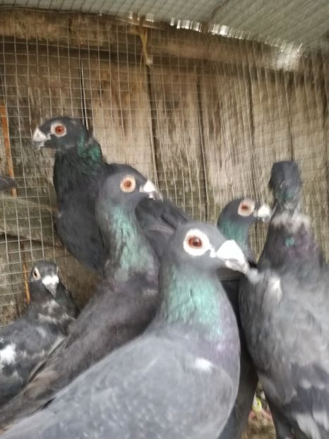 Vinduti - DE VINZARE