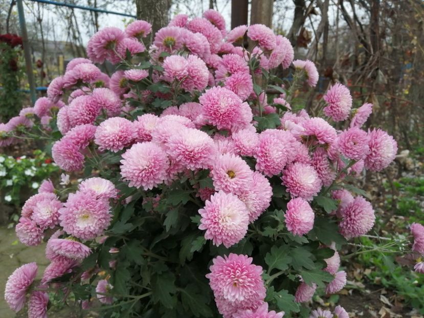  - Crizanteme si tufanele