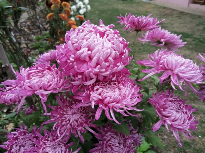  - Crizanteme si tufanele