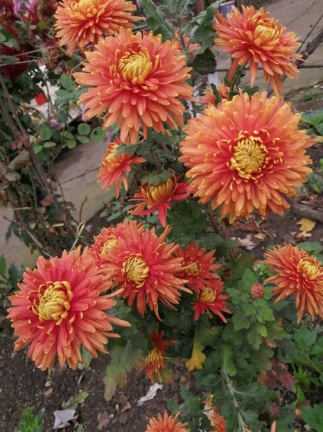  - Crizanteme si tufanele