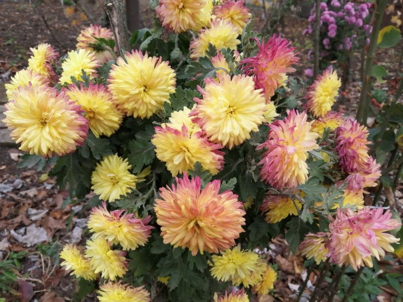  - Crizanteme si tufanele