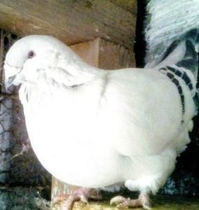 111961984_EMGAOHU3 - - A - A - R A Z A SOARELUI