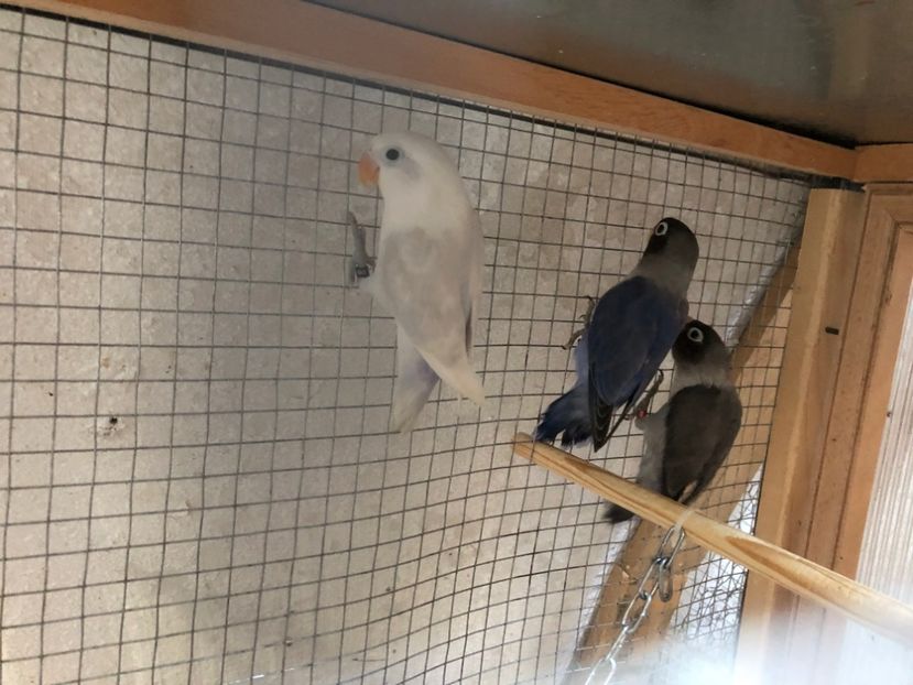 4F221422-36F3-4EC9-B1F0-D1701106FF4B - Agapornis