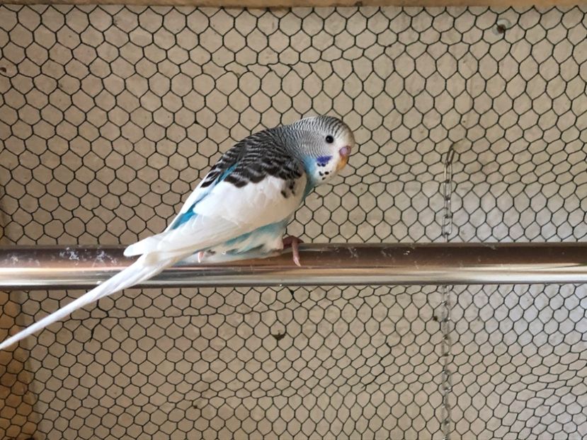 1F1FBF65-C51D-4F00-B627-C796884F08B2 - Perusi