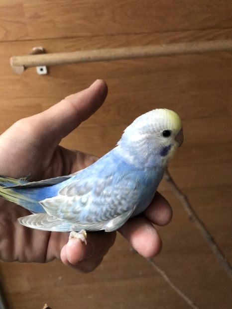 D55C242E-326F-44EF-A39E-8B49D1054B90 - Perusi