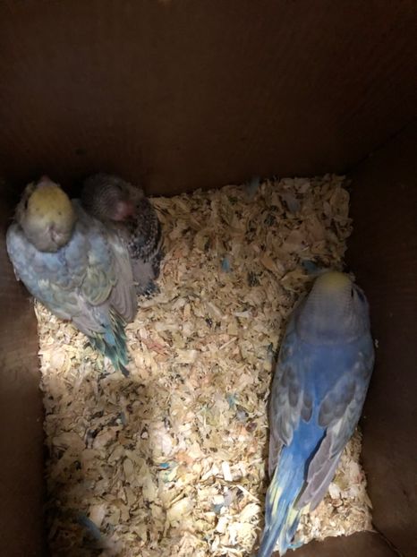 1817FB7E-21E5-4D76-8E65-EF120B107602 - Perusi