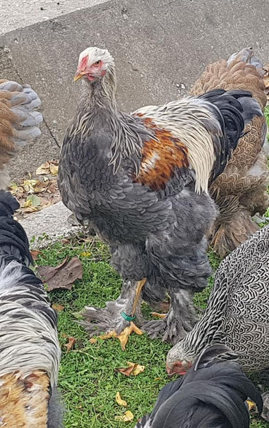  - a__Pui si tineret brahma 2019