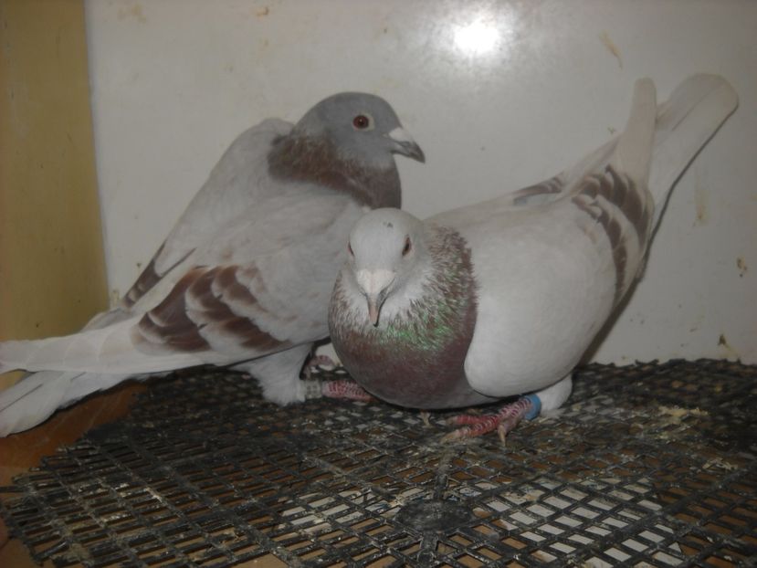  - PORUMBEI VANDUTI 2