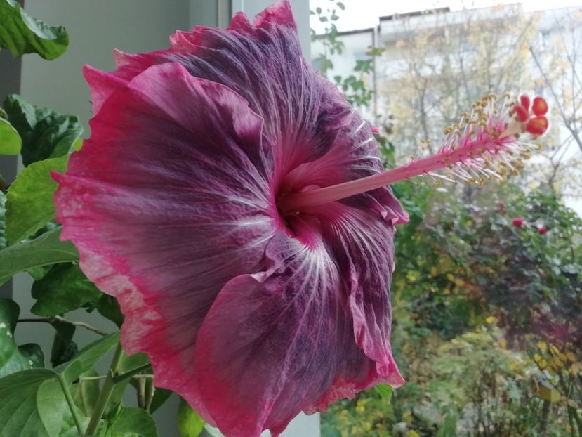  - Purple Pashmina