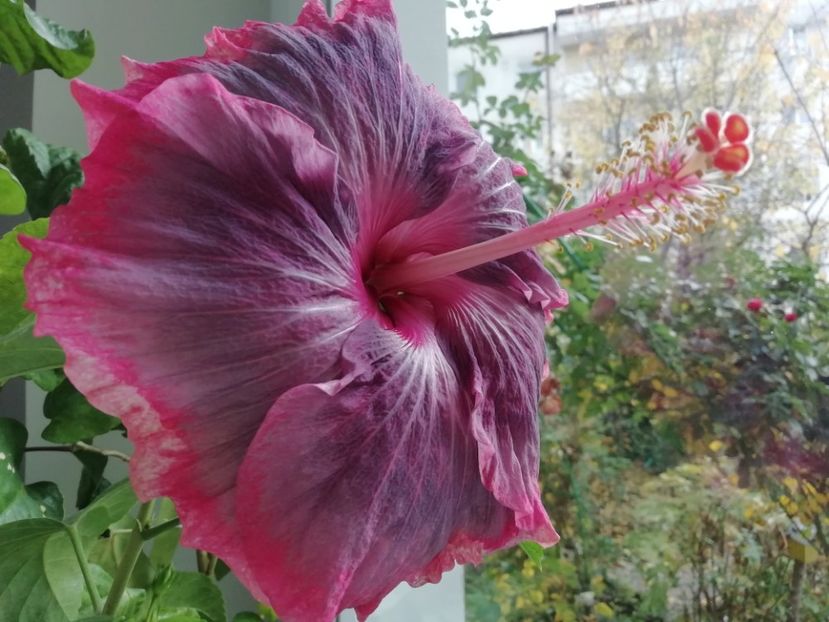  - Purple Pashmina