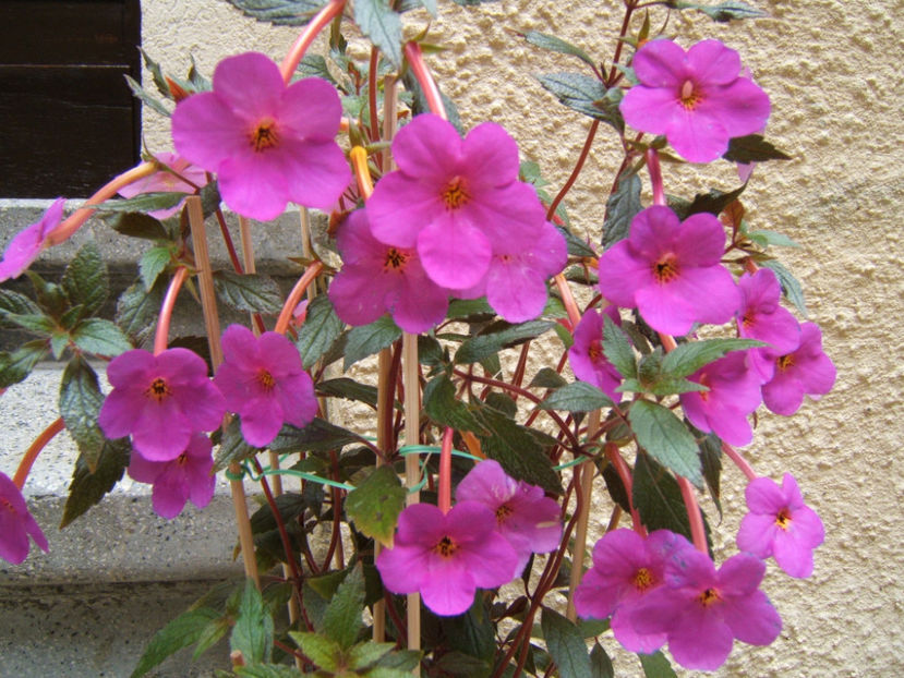 Vivid 2019 - Achimenes flori