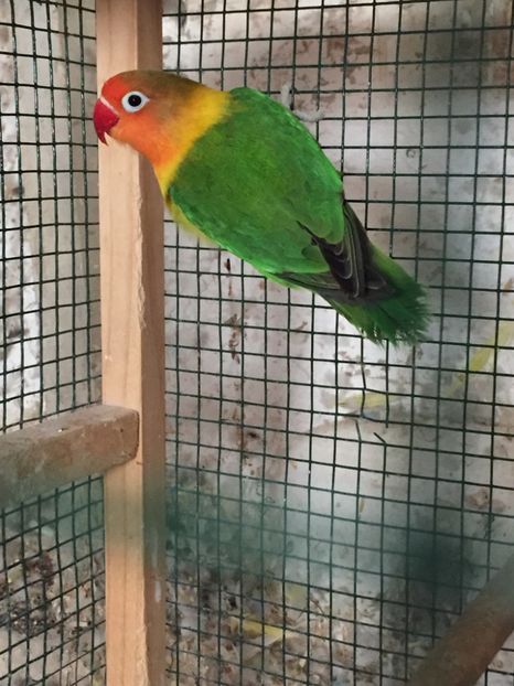 608F760C-1FA1-404A-9D7C-6E56C05346DB - De vanzare