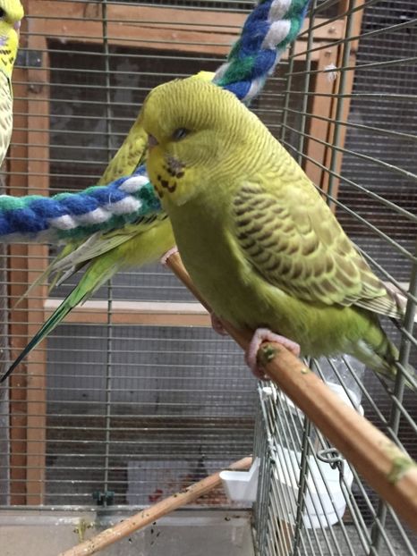 482BCD2A-B8A0-4695-888A-A2761C44C2D2 - De vanzare