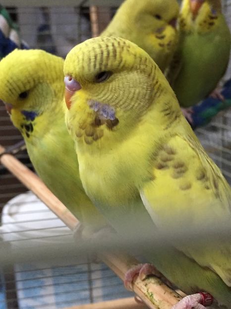 D9665207-2C2A-4024-A321-BD0E0E2E1030 - De vanzare